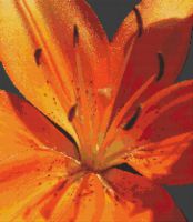 Tiger Lily Glory PDF