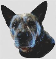 Ringo - Australian Cattle Dog PDF