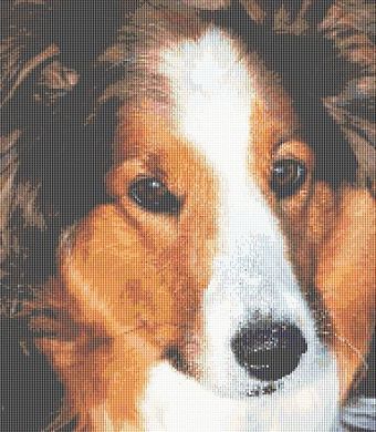 Shetland Sheepdog - Bob PDF