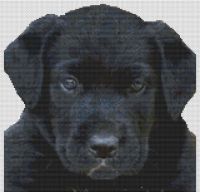 Black Lab Puppy PDF