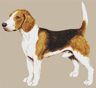 Beagle VI PDF