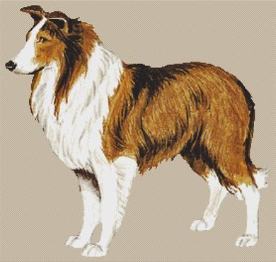 Rough Collie PDF