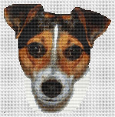 Tri-color Jack Russell Terrier PDF