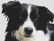 Border Collie PDF