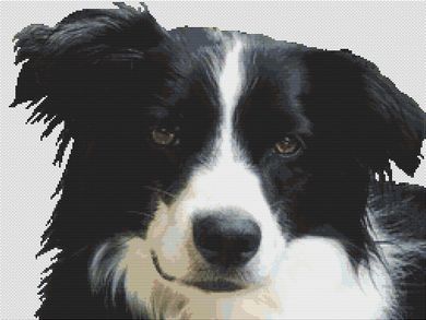 Border Collie PDF