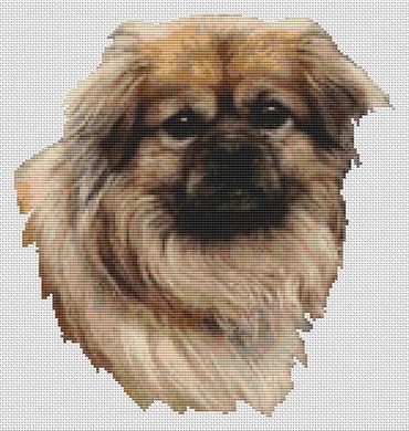 Tibetan Spaniel - Fawn PDF