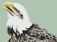 Bald Eagle 3 PDF