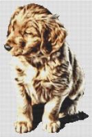 Golden Retriever Puppy PDF
