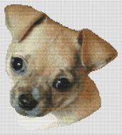 Fawn Chihuahua PDF