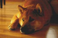 Shiba Inu - Peaceful PDF