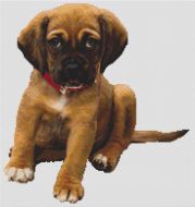 Boxer Puppy PDF