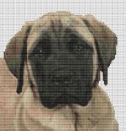 Mastiff Face PDF