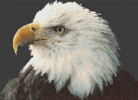 Majestic Bald Eagle PDF