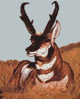 Antelope PDF