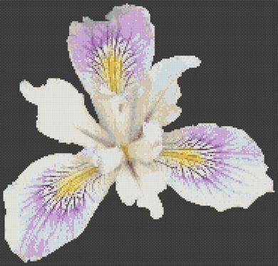 Beautiful Iris PDF