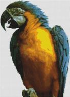 Blue Macaw PDF