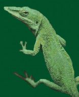 Green Anole PDF