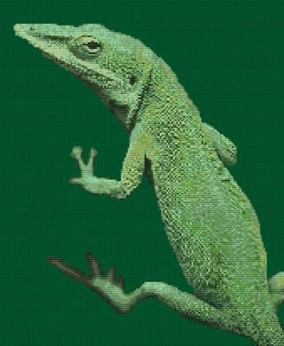 Green Anole PDF