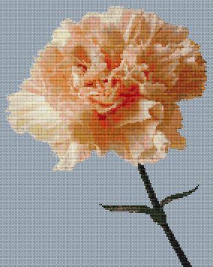 Peach Carnation PDF