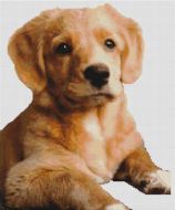 Toller Pup PDF