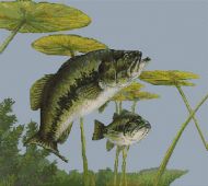 Largemouth Bass PDF