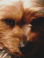 Yorkie Beauty PDF