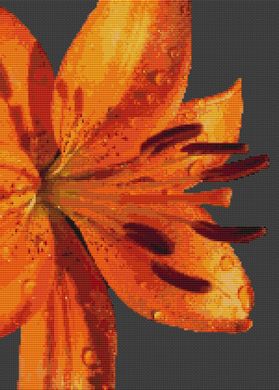 Lily Splendor PDF