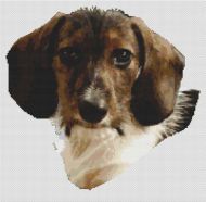 Willie - Wirehaired Dachshund PDF