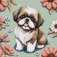 Izzy - Shih Tzu