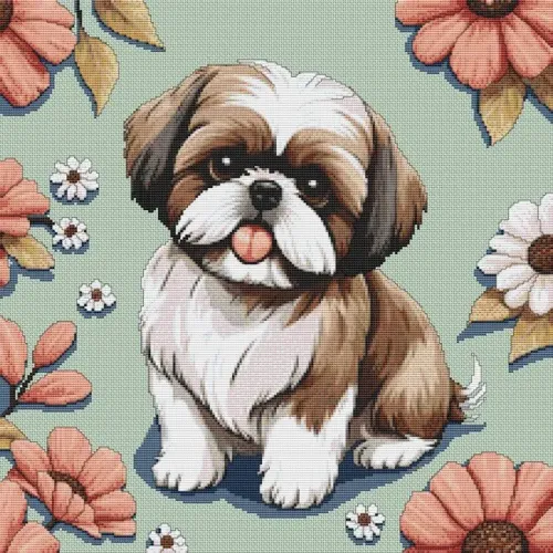 Izzy - Shih Tzu
