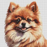 Fiona - Pomeranian