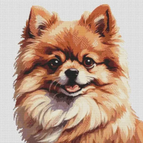 Fiona - Pomeranian