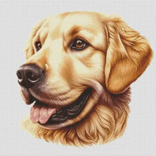 Golden Retriever 3