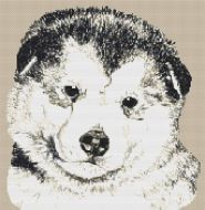 Alaskan Malamute Puppy PDF