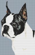 Boston Terrier PDF