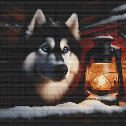 Husky by Night