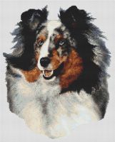 Shetland Sheepdog - Blue Merle PDF