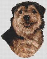 Norfolk Terrier - Black and Tan PDF