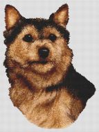 Norwich Terrier PDF