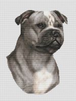 Blue and White Staffordshire Terrier PDF