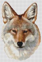 Coyote Portrait PDF