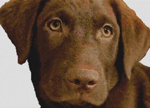 Chocolate Lab PDF