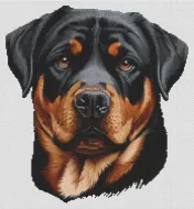 Rottweiler Love