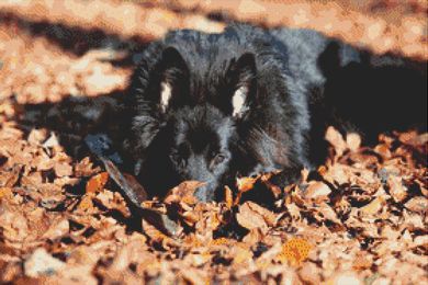 Belgian Sheepdog PDF