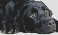 Black Lab Sighs PDF