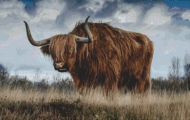 Scottish Highland Bull PDF