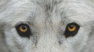 Through the Eye - Grey Wolf PDF