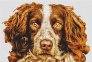 Springer Spaniel - Liver PDF