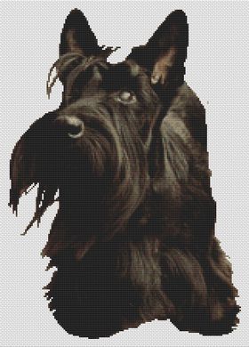 Scottish Terrier Adoration PDF