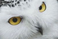 Snowy Owl PDF